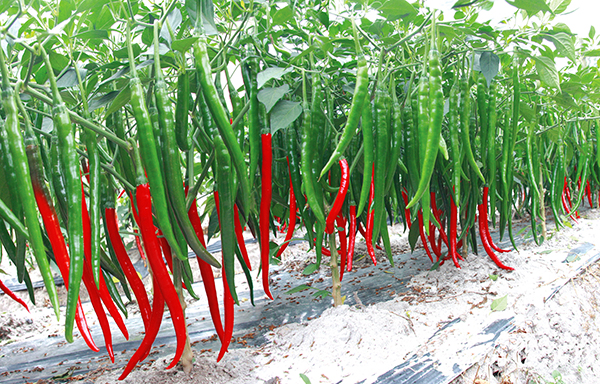 辣椒种子批发商——连接种植与市场的重要纽带