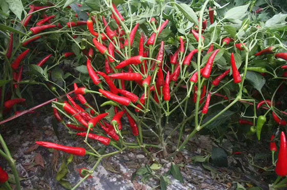 川椒种业：浅析辣椒种子种植环境的不同对 辣椒辣度的影响因素