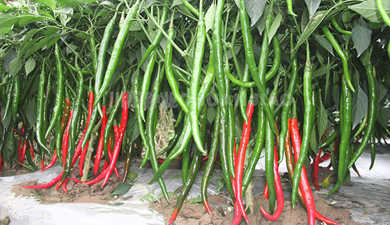 种植秋茬辣椒的四个关键注意事项-川椒种业