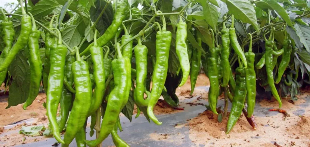 辣椒种子育苗苗床的选择与筹备-川椒种业