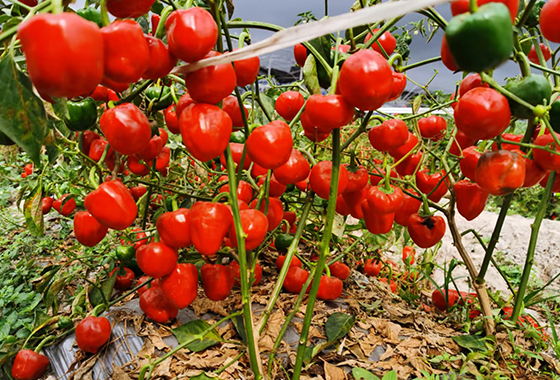 辣椒种子播种期间关键注意事项——川椒种业