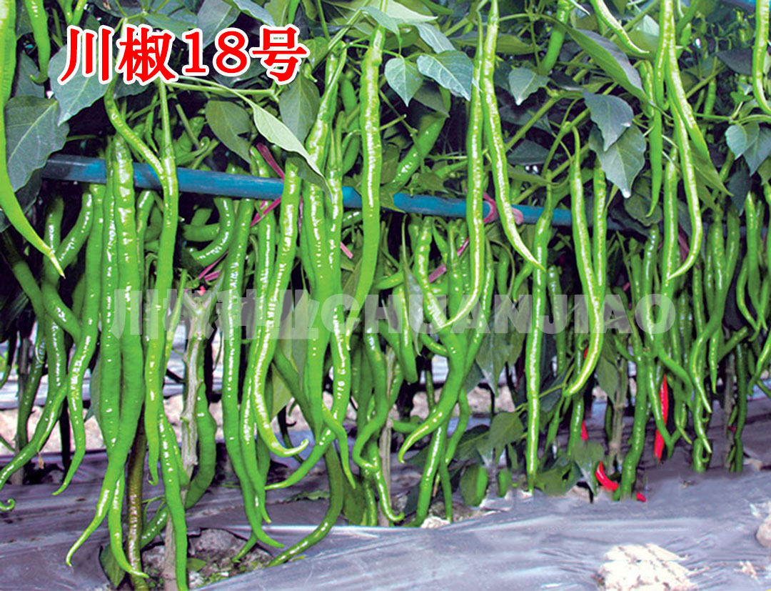 川椒18号-川椒种业 川椒18号-川椒种业
