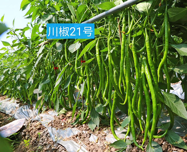 川椒21号-川椒种业