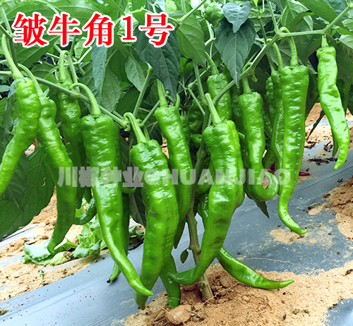 皱牛角1号-川椒种业