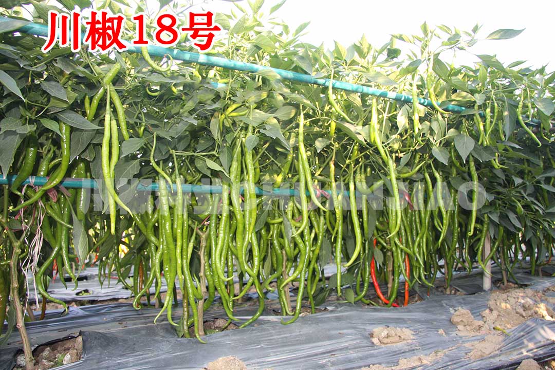 川椒18号-川椒种业