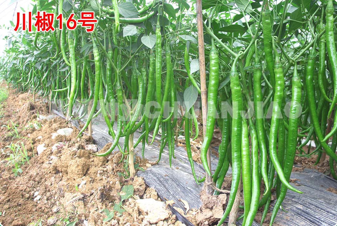 川椒16号-川椒种业