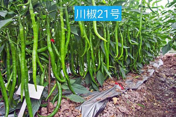 川椒21-川椒种业