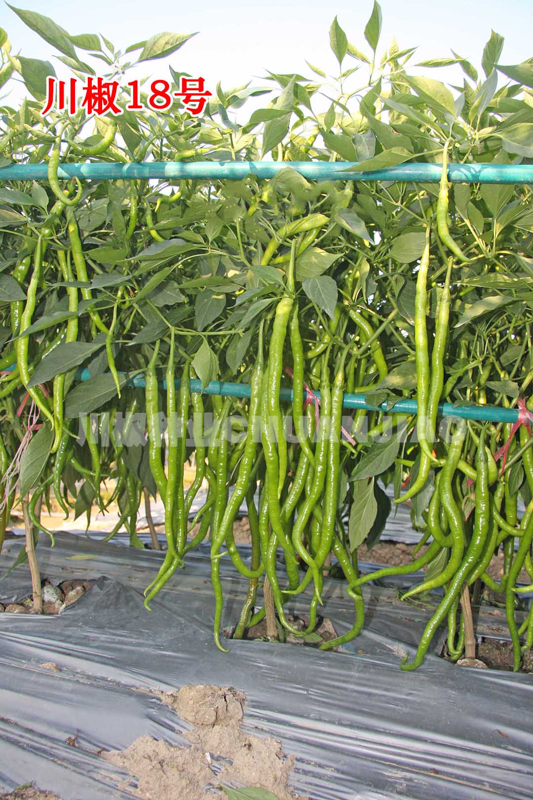 川椒18号-川椒种业 川椒18号-川椒种业