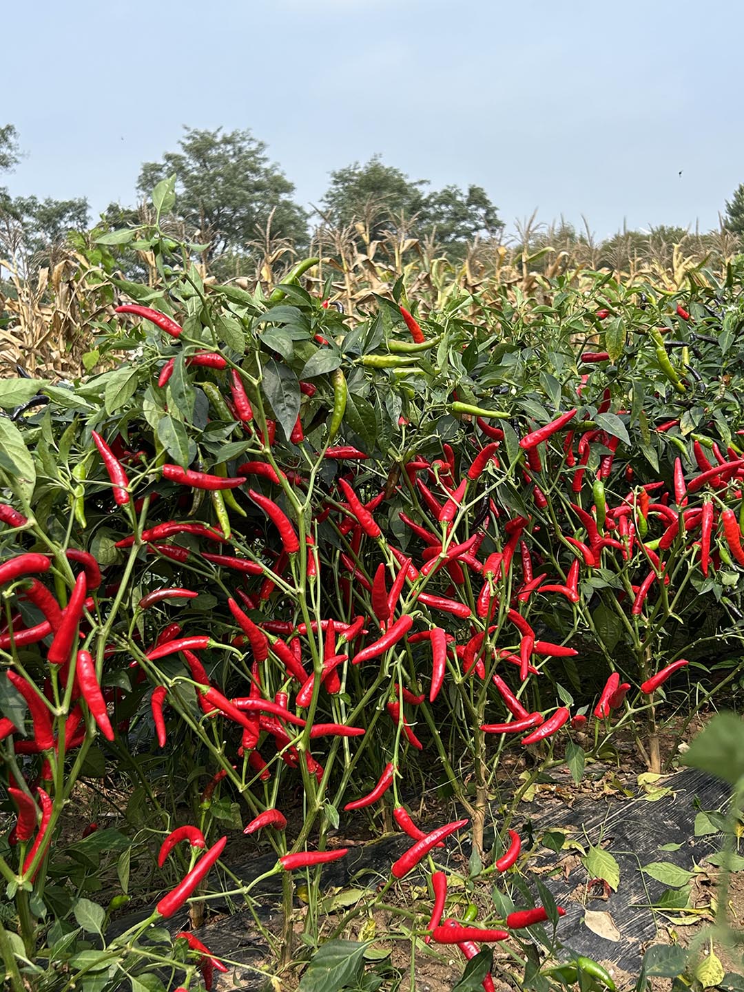 川椒221-川椒种业