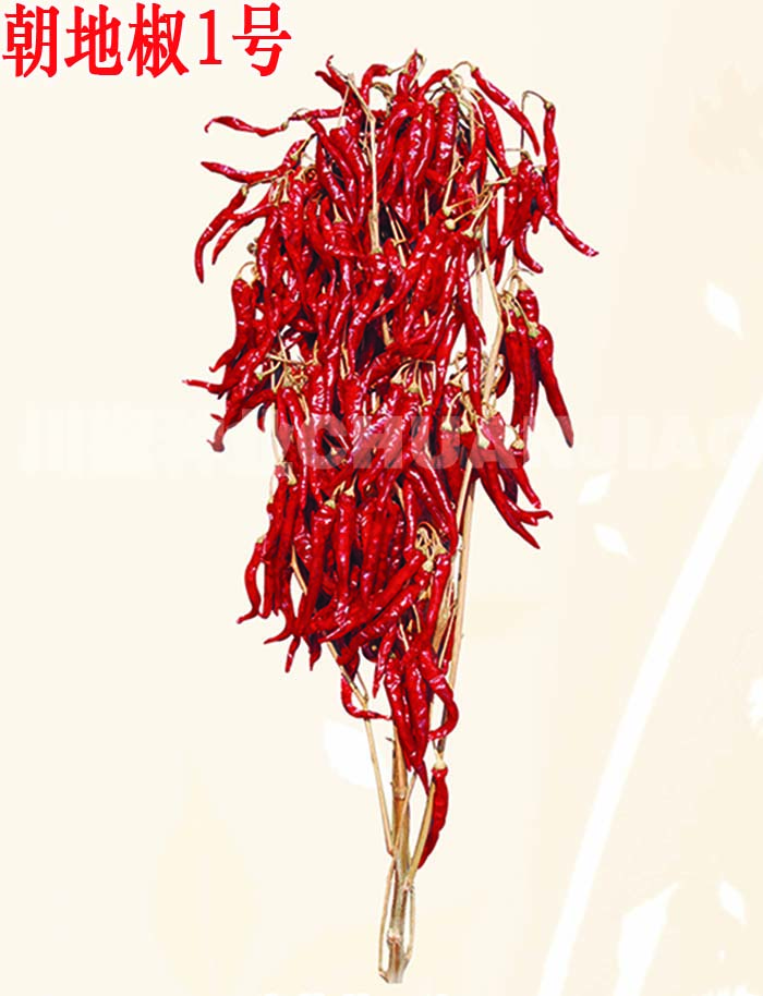 朝地椒1号-川椒种业