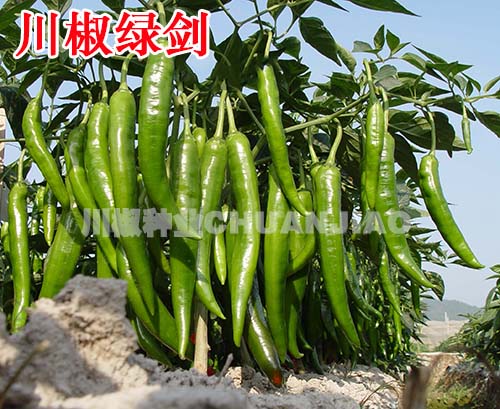 川椒绿剑-川椒种业