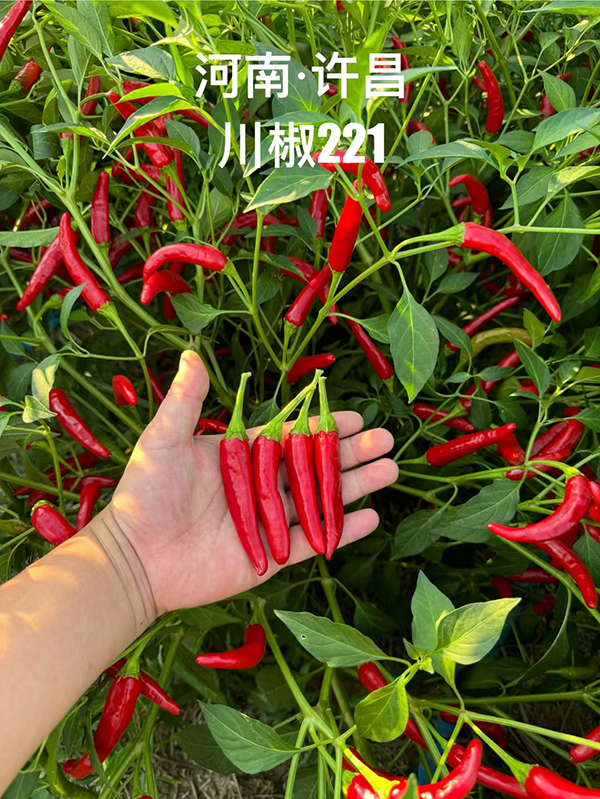 川椒221-川椒种业
