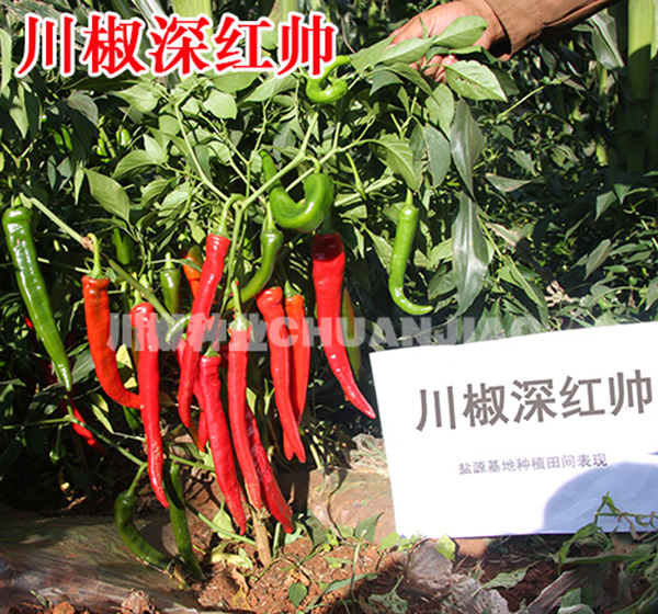 川椒深红帅-川椒种业