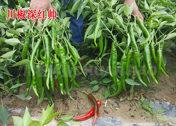 川椒深红帅-川椒种业