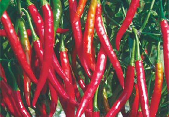 川椒种业：辣椒苗期的需水特点