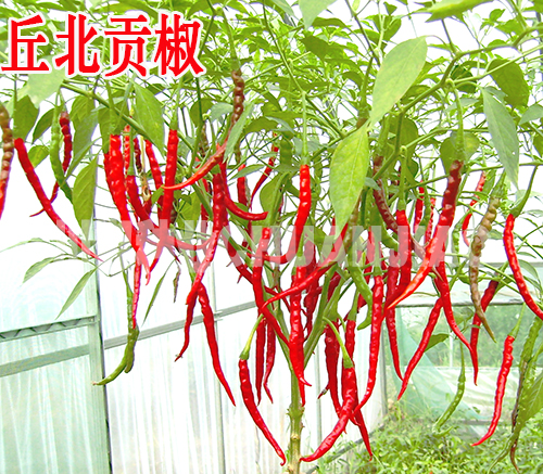 丘北贡椒-川椒种业 丘北贡椒-川椒种业