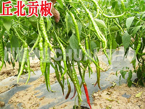 丘北贡椒-川椒种业 丘北贡椒-川椒种业