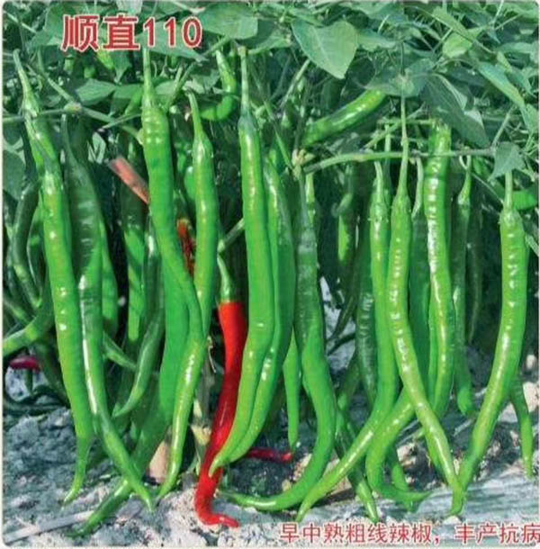 顺直110-川椒种业