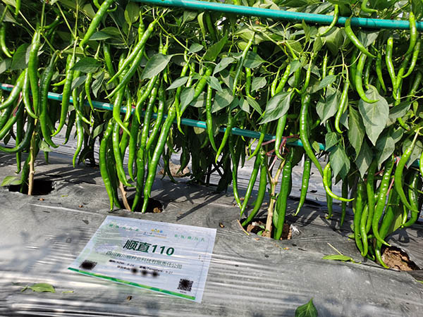 顺直110-川椒种业