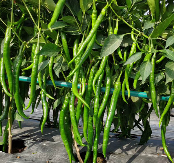 顺直110-川椒种业