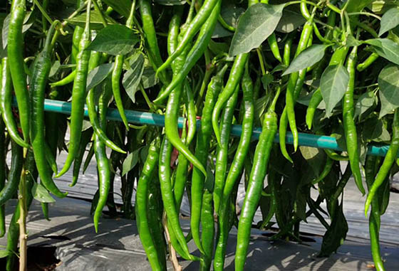 川椒种业：科学管理辣椒品种，保障辣椒生长需求