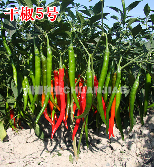 干椒5号-川椒种业